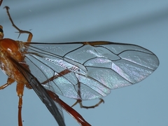 Enicospilus coarctatus