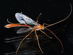 Enicospilus coarctatus