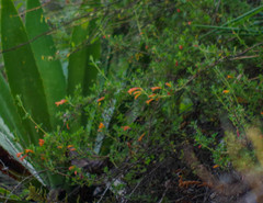 Clinopodium tomentosum