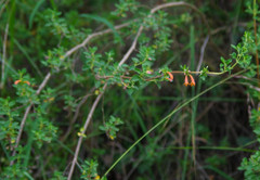 Clinopodium tomentosum