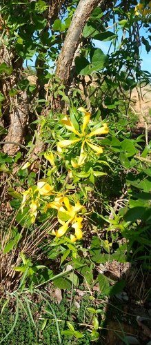 Gloriosa image