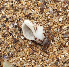 Agnewia tritoniformis