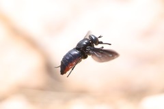 Philoliche rubramarginata