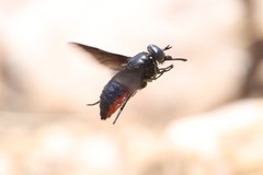 Philoliche rubramarginata