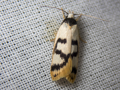 Eulechria sigmophora