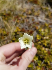 Gentianella montana montana