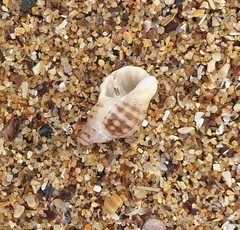 Agnewia tritoniformis