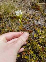 Gentianella montana montana