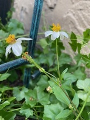 Bidens alba