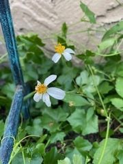 Bidens alba