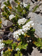 Veronica decumbens