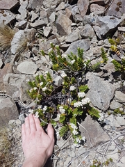 Veronica decumbens