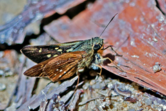 Pithauria marsena