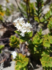 Veronica decumbens