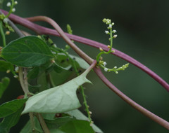 Basellaceae