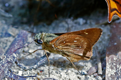 Pithauria marsena