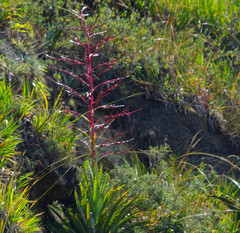 Tillandsia secunda