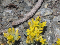 Physaria occidentalis occidentalis