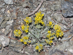 Physaria occidentalis occidentalis