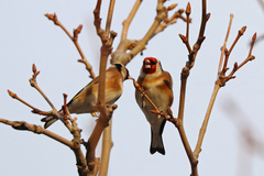 Carduelis carduelis