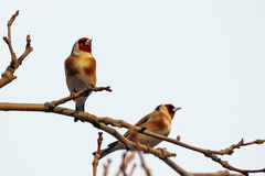 Carduelis carduelis