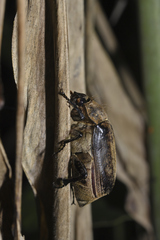 Dermolepida albohirtum