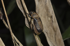 Dermolepida albohirtum