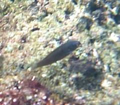 Stethojulis balteata