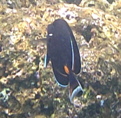 Acanthurus achilles