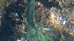 Thalassoma