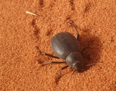 Onymacris unguicularis