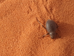 Onymacris unguicularis