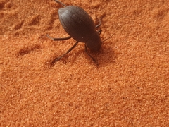 Onymacris unguicularis