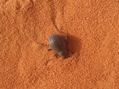 Onymacris unguicularis