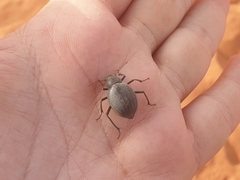 Onymacris unguicularis