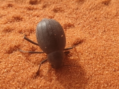 Onymacris unguicularis
