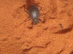 Onymacris unguicularis