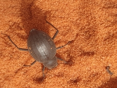 Onymacris unguicularis