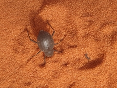 Onymacris unguicularis