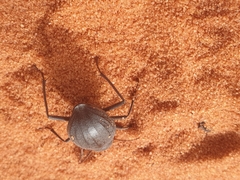 Onymacris unguicularis