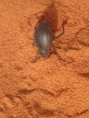 Onymacris unguicularis