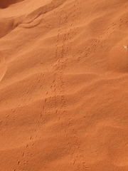 Onymacris unguicularis