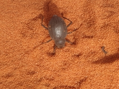 Onymacris unguicularis