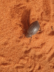 Onymacris unguicularis