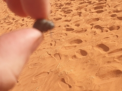 Onymacris unguicularis