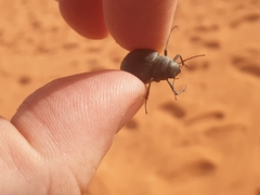 Onymacris unguicularis