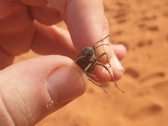 Onymacris unguicularis