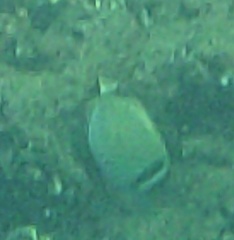 Acanthurus leucopareius