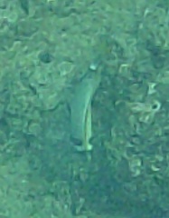 Acanthurus leucopareius