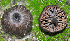Entoloma rusticoides